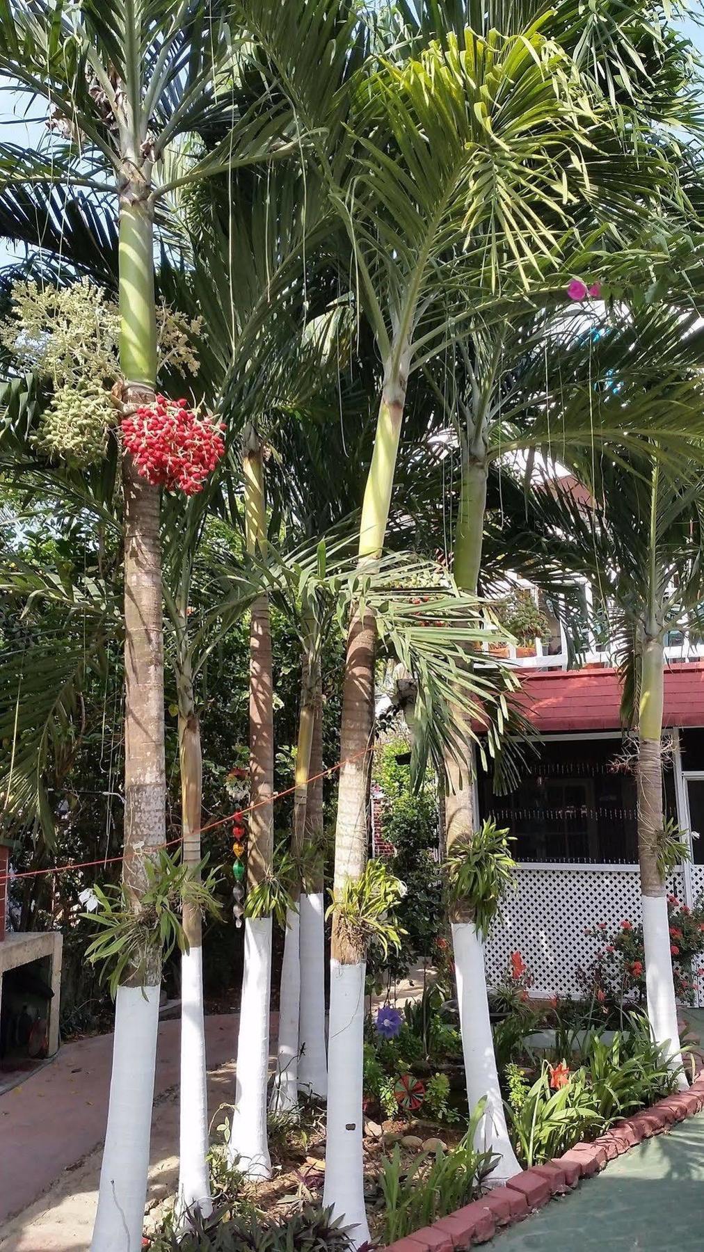 San Andres Ultd Inn Rnt # 30017 San Andrés Exterior foto